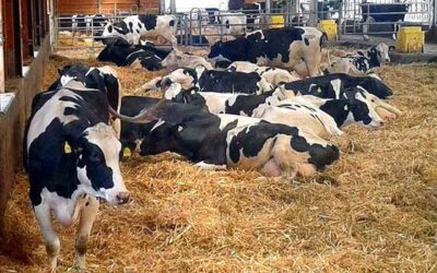 Lecithin blends for animal feed? We develop them ourselves!