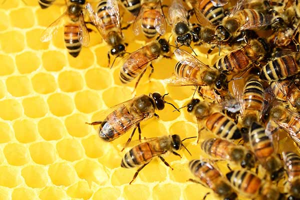 Bienen und Lecithin – Schutz durch die richtige Nahrung